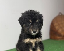 NICO, Hund, Mischlingshund in Rumänien