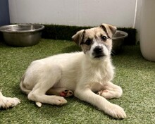 NALIA, Hund, Mischlingshund in Rumänien