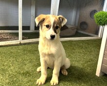 NIKKI, Hund, Mischlingshund in Rumänien