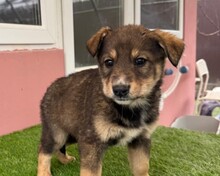 NUMI, Hund, Mischlingshund in Rumänien