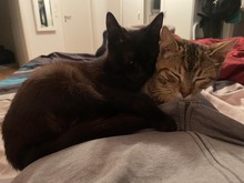FEE, Katze, Europäisch Kurzhaar-Mix in Hannover