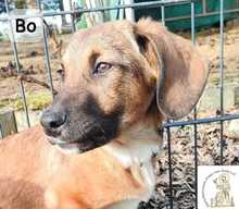 BO, Hund, Mischlingshund in Herrsching