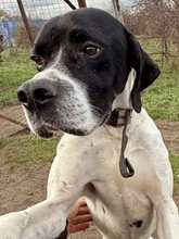 STEFANO, Hund, Mischlingshund in Griechenland