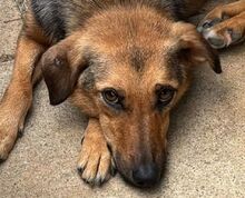 MALAIKA, Hund, Mischlingshund in Köln