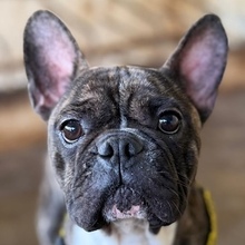 BRUNOFRANZ, Hund, Mischlingshund in Griechenland