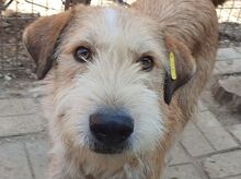 CHAP, Hund, Mischlingshund in Rumänien