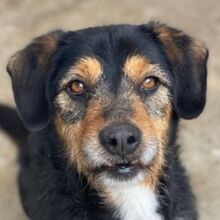 GUSTAVIO, Hund, Mischlingshund in Griechenland