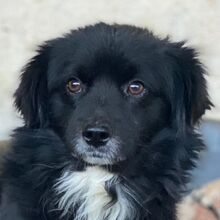 MOCHI, Hund, Mischlingshund in Griechenland