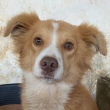 NOVALIS, Hund, Mischlingshund in Griechenland