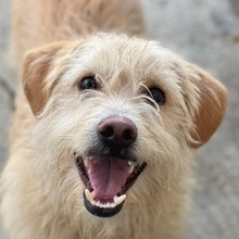 ZWIRBEL, Hund, Mischlingshund in Griechenland