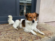 ABBO, Hund, Mischlingshund in Planegg