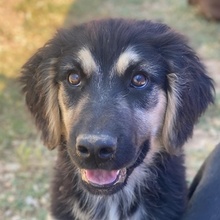 QUANA, Hund, Mischlingshund in Griechenland