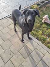 PEARL, Hund, Mischlingshund in Eichstätt