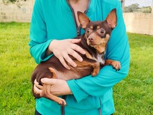 CARA, Hund, Chihuahua-Mix in Berlin