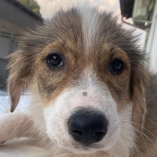 NIVA, Hund, Mischlingshund in Griechenland