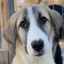 MANELLA, Hund, Mischlingshund in Griechenland
