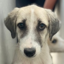 MALIYA, Hund, Mischlingshund in Griechenland