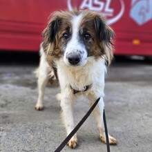 CARLOS, Hund, Mischlingshund in Mönchengladbach