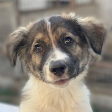 LUDMILLA, Hund, Mischlingshund in Griechenland