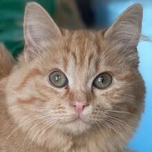 VIOLA, Katze, Hauskatze in Griechenland