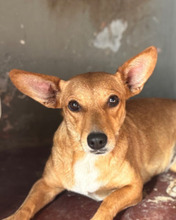 SORAIA, Hund, Mischlingshund in Italien