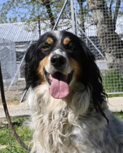 SHELBY, Hund, English Setter in Italien