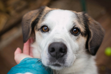 CASPER, Hund, Mischlingshund in Kroatien