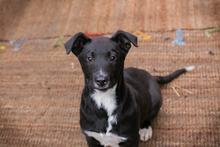 JIMMY, Hund, Mischlingshund in Kroatien