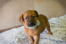 CHIPNR256866, Hund, Mischlingshund in Kroatien