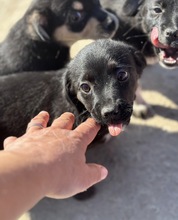 JOY, Hund, Mischlingshund in Rumänien