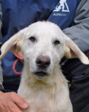 HECTORIN, Hund, Maremmano-Mix in Italien