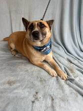 LUMINA, Hund, Deutscher Schäferhund-Mix in Berlin