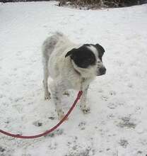 ULMI, Hund, Mischlingshund in Beulich