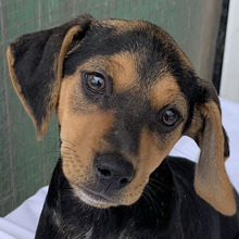 LINARIA, Hund, Mischlingshund in Griechenland