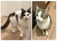FLUFFY, Katze, Europäisch Kurzhaar in Düsseldorf