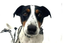 GUUS, Hund, Jack Russell Terrier in Niederlande