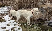 GHOST, Hund, Mischling in Limeshain