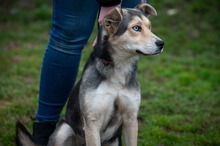 CALLA, Hund, Siberian Husky-Mix in Ungarn