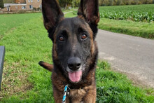 JABBA, Hund, Malinois in Niederlande