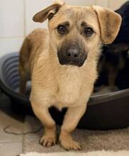 MERLIN, Hund, Mischlingshund in Rumänien