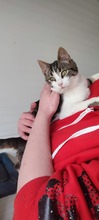 POLDI, Katze, Europäisch Kurzhaar-Mix in Langenhagen