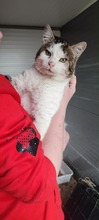 PRINCE, Katze, Europäisch Kurzhaar-Mix in Langenhagen