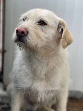 PUCK, Hund, Mischlingshund in Rumänien