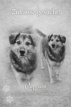 CAPTAIN, Hund, Mischlingshund in Rumänien