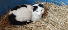 PERRY, Katze, Europäisch Kurzhaar-Mix in Langenhagen