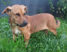 WALLY, Hund, Mischlingshund in Mönchengladbach