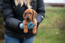 VORYA, Hund, Dackel in Ungarn