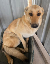 OMEGA, Hund, Mischlingshund in Portugal