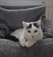 IMANI, Katze, Abessinier in Seukendorf