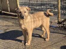 SADIE, Hund, Mischlingshund in Bulgarien